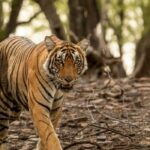 Ranthambore Wildlife Safari