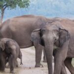 Jim Corbett National Park Tour